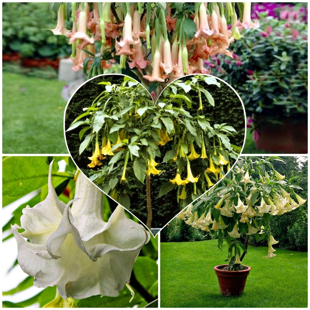 COPY - 3 Brugmansia Datura Angel Trumpet Cuttings